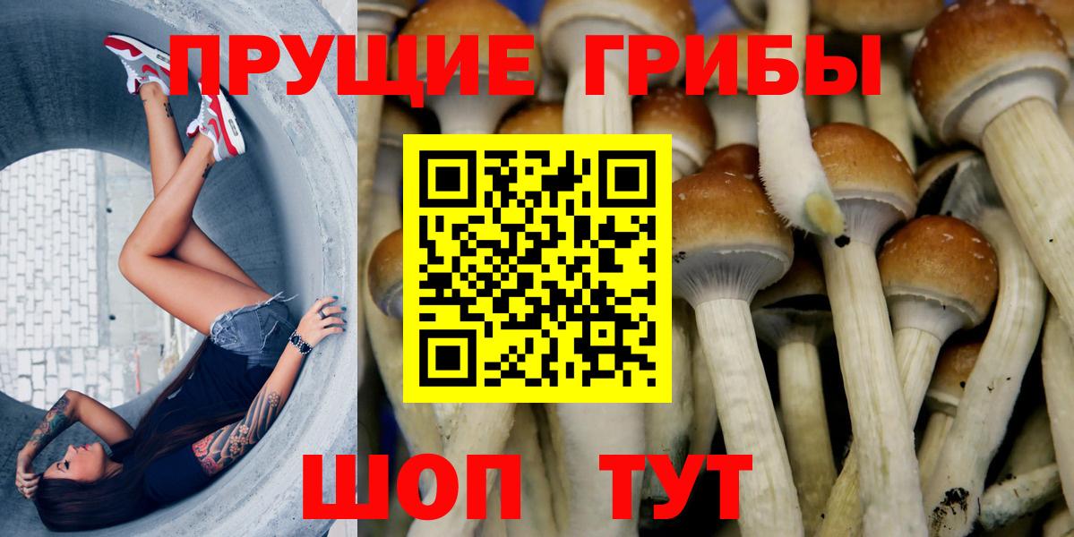 Псилоцибиновые грибы Cubensis Киров